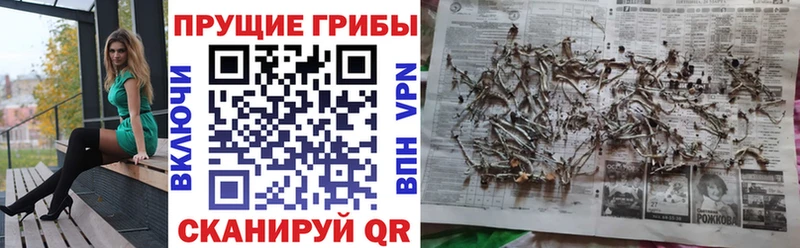 blacksprut онион  купить закладку  Выборг  Галлюциногенные грибы GOLDEN TEACHER 